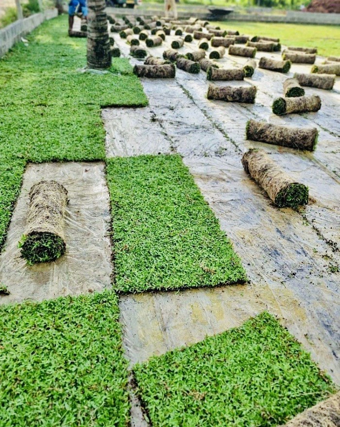 Malesiyan grass carpet