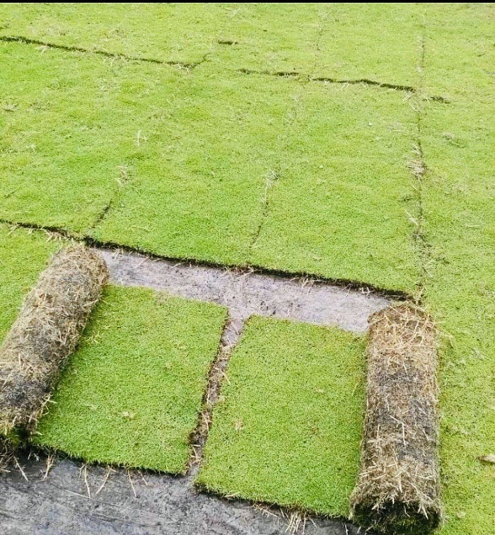 Australian grass carpet